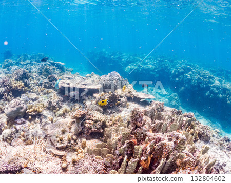 Schools of blue-spotted rabbitfish, blue-spotted damselfish, and other fish. Beautiful coral reefs and schools of tropical fish. Kabi Island, Kerama Islands, Shimajiri District, Okinawa Prefecture 132804602