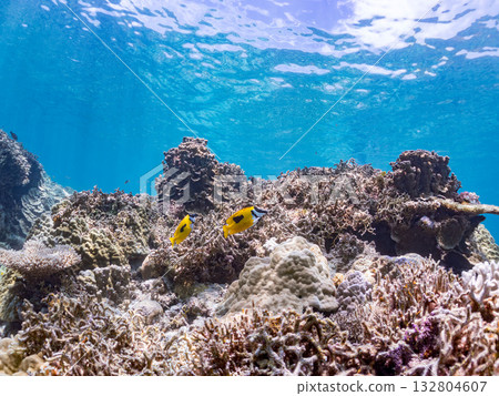 Schools of blue-spotted rabbitfish, blue-spotted damselfish, and other fish. Beautiful coral reefs and schools of tropical fish. Kabi Island, Kerama Islands, Shimajiri District, Okinawa Prefecture 132804607