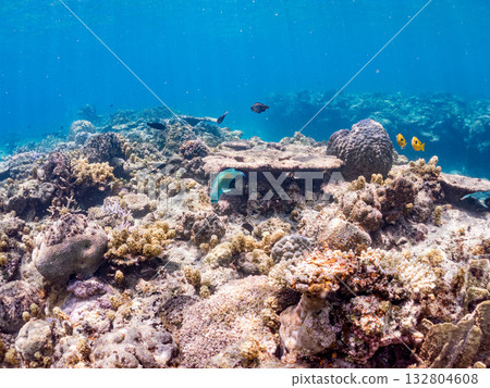 Schools of blue-spotted rabbitfish, blue-spotted damselfish, and other fish. Beautiful coral reefs and schools of tropical fish. Kabi Island, Kerama Islands, Shimajiri District, Okinawa Prefecture 132804608