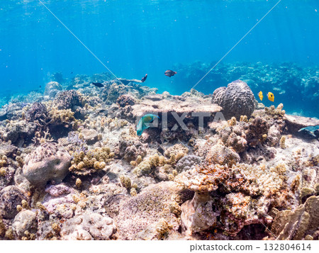 Schools of blue-spotted rabbitfish, blue-spotted damselfish, and other fish. Beautiful coral reefs and schools of tropical fish. Kabi Island, Kerama Islands, Shimajiri District, Okinawa Prefecture 132804614
