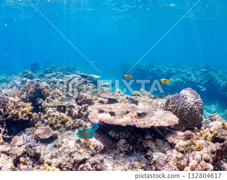 成群的兔魚、藍點雀鯛等魚類。美麗的珊瑚礁和熱帶魚群。沖繩縣島尻郡慶良間群島卡比島 成群的兔魚、藍點雀鯛等魚類。美麗的珊瑚礁和熱帶魚群。沖繩縣島尻郡慶良間群島卡比島 132804617