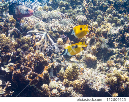 Schools of blue-spotted rabbitfish, blue-spotted damselfish, and other fish. Beautiful coral reefs and schools of tropical fish. Kabi Island, Kerama Islands, Shimajiri District, Okinawa Prefecture Schools of blue-spotted rabbitfish, blue-spotted damselfish, and other fish. Beautiful coral reefs and schools of tropical fish. Kabi Island, Kerama Islands, Shimajiri District, Okinawa Prefecture 132804623