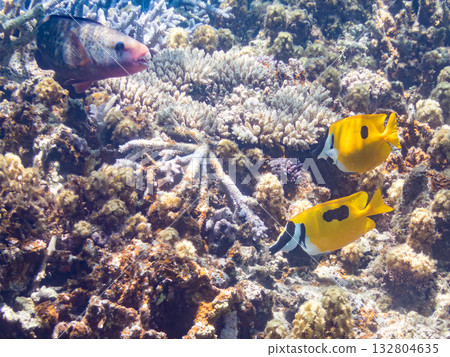 Schools of blue-spotted rabbitfish, blue-spotted damselfish, and other fish. Beautiful coral reefs and schools of tropical fish. Kabi Island, Kerama Islands, Shimajiri District, Okinawa Prefecture 132804635