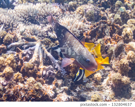 Schools of blue-spotted rabbitfish, blue-spotted damselfish, and other fish. Beautiful coral reefs and schools of tropical fish. Kabi Island, Kerama Islands, Shimajiri District, Okinawa Prefecture Schools of blue-spotted rabbitfish, blue-spotted damselfish, and other fish. Beautiful coral reefs and schools of tropical fish. Kabi Island, Kerama Islands, Shimajiri District, Okinawa Prefecture 132804637