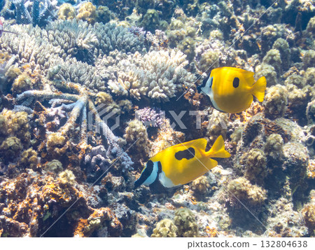 Schools of blue-spotted rabbitfish, blue-spotted damselfish, and other fish. Beautiful coral reefs and schools of tropical fish. Kabi Island, Kerama Islands, Shimajiri District, Okinawa Prefecture 132804638