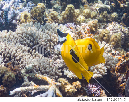 Schools of blue-spotted rabbitfish, blue-spotted damselfish, and other fish. Beautiful coral reefs and schools of tropical fish. Kabi Island, Kerama Islands, Shimajiri District, Okinawa Prefecture 132804642