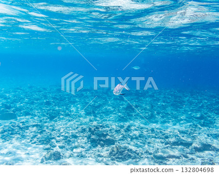 A school of small trevally photographed halfway underwater. Beautiful coral reefs and a school of tropical fish. Kabi Island, Zamami Island, Kerama Islands, Shimajiri District, Okinawa Prefecture A school of small trevally photographed halfway underwater. Beautiful coral reefs and a school of tropical fish. Kabi Island, Zamami Island, Kerama Islands, Shimajiri District, Okinawa Prefecture 132804698
