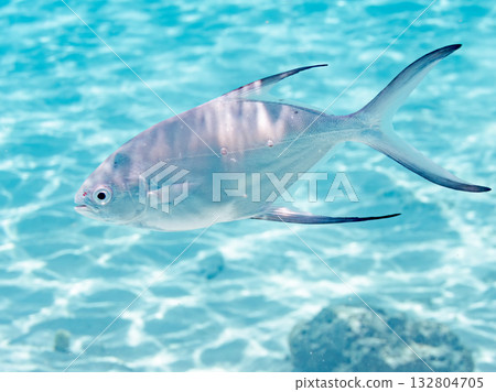A school of small trevally photographed halfway underwater. Beautiful coral reefs and a school of tropical fish. Kabi Island, Zamami Island, Kerama Islands, Shimajiri District, Okinawa Prefecture 132804705