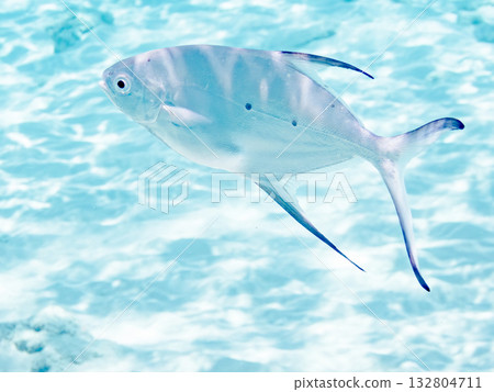 一群小鰺魚在水下半身被拍攝。美麗的珊瑚礁和一群熱帶魚。沖繩縣島尻郡慶良間群島卡比島,座間味島 一群小鰺魚在水下半身被拍攝。美麗的珊瑚礁和一群熱帶魚。沖繩縣島尻郡慶良間群島卡比島,座間味島 132804711