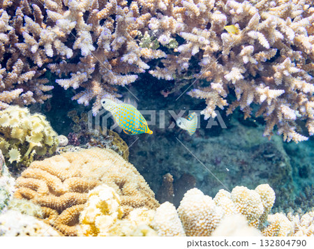 Cute Tengu filefish and other fish. Beautiful coral reefs and schools of tropical fish. Kabi Island, Kerama Islands, Shimajiri District, Okinawa Prefecture, Zamami Island 132804790