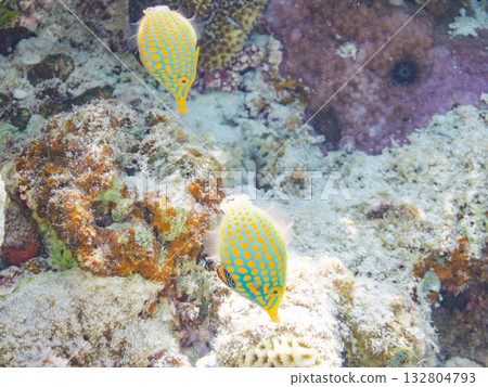 Cute Tengu filefish and other fish. Beautiful coral reefs and schools of tropical fish. Kabi Island, Kerama Islands, Shimajiri District, Okinawa Prefecture, Zamami Island 132804793