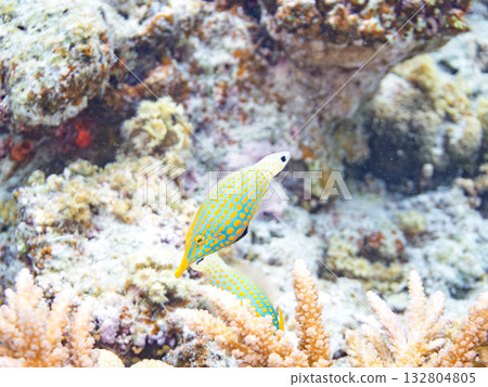 Cute Tengu filefish and other fish. Beautiful coral reefs and schools of tropical fish. Kabi Island, Kerama Islands, Shimajiri District, Okinawa Prefecture, Zamami Island 132804805