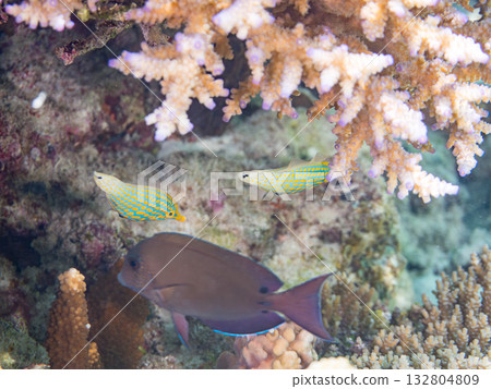 可愛的天狗絲鰭魚和其他魚類。美麗的珊瑚礁和成群的熱帶魚。沖繩縣島尻郡慶良間群島卡比島，座間味島 132804809