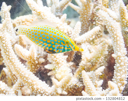 Cute Tengu filefish and other fish. Beautiful coral reefs and schools of tropical fish. Kabi Island, Kerama Islands, Shimajiri District, Okinawa Prefecture, Zamami Island Cute Tengu filefish and other fish. Beautiful coral reefs and schools of tropical fish. Kabi Island, Kerama Islands, Shimajiri District, Okinawa Prefecture, Zamami Island 132804812