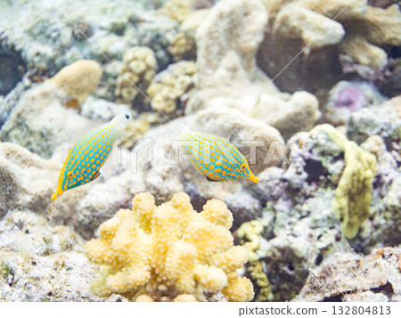 Cute Tengu filefish and other fish. Beautiful coral reefs and schools of tropical fish. Kabi Island, Kerama Islands, Shimajiri District, Okinawa Prefecture, Zamami Island Cute Tengu filefish and other fish. Beautiful coral reefs and schools of tropical fish. Kabi Island, Kerama Islands, Shimajiri District, Okinawa Prefecture, Zamami Island 132804813