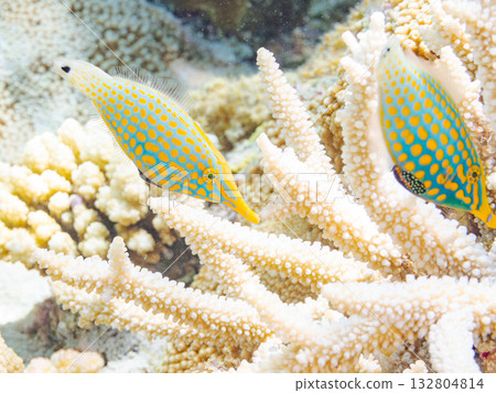 Cute Tengu filefish and other fish. Beautiful coral reefs and schools of tropical fish. Kabi Island, Kerama Islands, Shimajiri District, Okinawa Prefecture, Zamami Island Cute Tengu filefish and other fish. Beautiful coral reefs and schools of tropical fish. Kabi Island, Kerama Islands, Shimajiri District, Okinawa Prefecture, Zamami Island 132804814