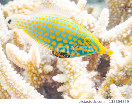 Cute Tengu filefish and other fish. Beautiful coral reefs and schools of tropical fish. Kabi Island, Kerama Islands, Shimajiri District, Okinawa Prefecture, Zamami Island 132804829