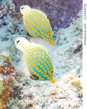 Cute Tengu filefish and other fish. Beautiful coral reefs and schools of tropical fish. Kabi Island, Kerama Islands, Shimajiri District, Okinawa Prefecture, Zamami Island 132804836