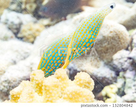 Cute Tengu filefish and other fish. Beautiful coral reefs and schools of tropical fish. Kabi Island, Kerama Islands, Shimajiri District, Okinawa Prefecture, Zamami Island 132804842