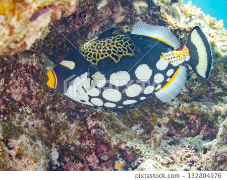 Beautiful triggerfish and other fish. Beautiful coral reefs and schools of tropical fish. Kabi Island, Zamami Island, Kerama Islands, Shimajiri District, Okinawa Prefecture 132804976