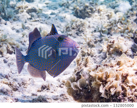 美麗的海鰱和其他魚類。美麗的珊瑚礁和成群的熱帶魚。沖繩縣島尻郡慶良間群島卡比島，座間味島 2025 132805000