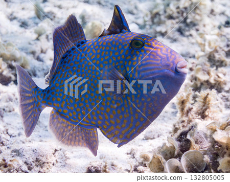 美麗的海鰱和其他魚類。美麗的珊瑚礁和成群的熱帶魚。沖繩縣島尻郡慶良間群島卡比島，座間味島 2025 132805005