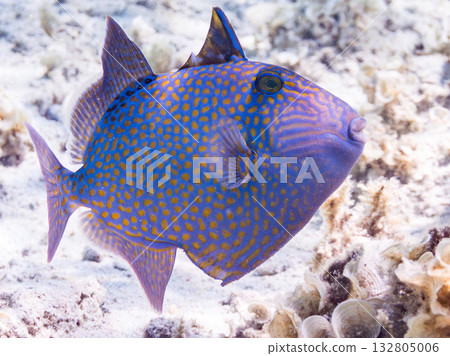 美麗的海鰱和其他魚類。美麗的珊瑚礁和成群的熱帶魚。沖繩縣島尻郡慶良間群島卡比島，座間味島 2025 132805006