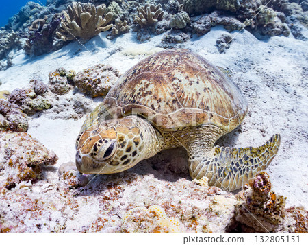 Beautiful green sea turtles and other creatures. Beautiful coral reefs and schools of tropical fish. Kabi Island, Kerama Islands, Shimajiri District, Okinawa Prefecture, Zamami Island 2025 132805151