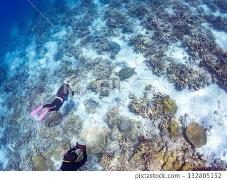 美麗的綠海龜和其他海洋生物。美麗的珊瑚礁和成群的熱帶魚。沖繩縣島尻郡慶良間群島卡比島,座間味島 2025 美麗的綠海龜和其他海洋生物。美麗的珊瑚礁和成群的熱帶魚。沖繩縣島尻郡慶良間群島卡比島,座間味島 2025 132805152