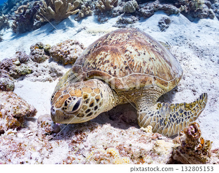 美麗的綠海龜和其他海洋生物。美麗的珊瑚礁和成群的熱帶魚。沖繩縣島尻郡慶良間群島卡比島,座間味島 2025 美麗的綠海龜和其他海洋生物。美麗的珊瑚礁和成群的熱帶魚。沖繩縣島尻郡慶良間群島卡比島,座間味島 2025 132805153