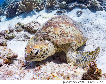 Beautiful green sea turtles and other creatures. Beautiful coral reefs and schools of tropical fish. Kabi Island, Kerama Islands, Shimajiri District, Okinawa Prefecture, Zamami Island 2025 Beautiful green sea turtles and other creatures. Beautiful coral reefs and schools of tropical fish. Kabi Island, Kerama Islands, Shimajiri District, Okinawa Prefecture, Zamami Island 2025 132805154