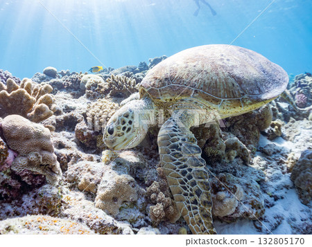 Beautiful green sea turtles and other creatures. Beautiful coral reefs and schools of tropical fish. Kabi Island, Kerama Islands, Shimajiri District, Okinawa Prefecture, Zamami Island 2025 Beautiful green sea turtles and other creatures. Beautiful coral reefs and schools of tropical fish. Kabi Island, Kerama Islands, Shimajiri District, Okinawa Prefecture, Zamami Island 2025 132805170