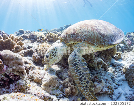 Beautiful green sea turtles and other creatures. Beautiful coral reefs and schools of tropical fish. Kabi Island, Kerama Islands, Shimajiri District, Okinawa Prefecture, Zamami Island 2025 132805172