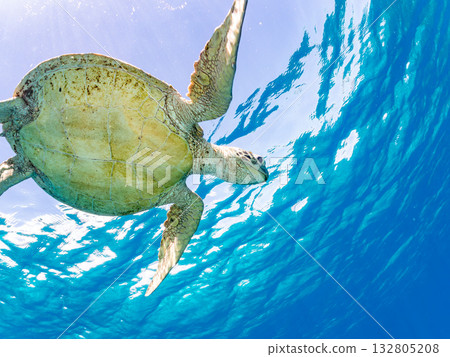 一隻綠海龜在水面上游動呼吸。美麗的珊瑚礁和成群的熱帶魚。沖繩縣島尻郡慶良間群島座間味町卡比島。 一隻綠海龜在水面上游動呼吸。美麗的珊瑚礁和成群的熱帶魚。沖繩縣島尻郡慶良間群島座間味町卡比島。 132805208