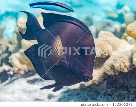 Naganiza and other fish. Beautiful coral reefs and schools of tropical fish. Kabi Island, Kerama Islands, Shimajiri District, Okinawa Prefecture, Zamami Island - 2025 132805271