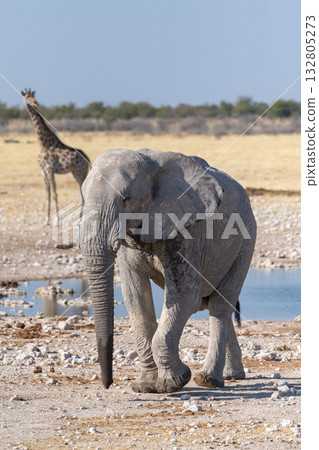 African Elephant drinking at a waterhole African Elephant drinking at a waterhole 132805273