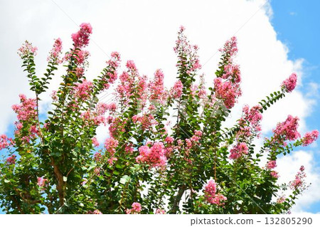 Flower of crape mybs 132805290