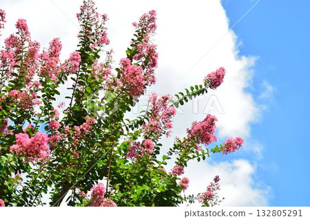 Flower of crape mybs 132805291