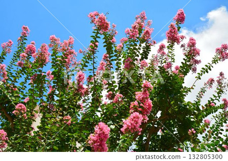 縐紗花 縐紗花 132805300