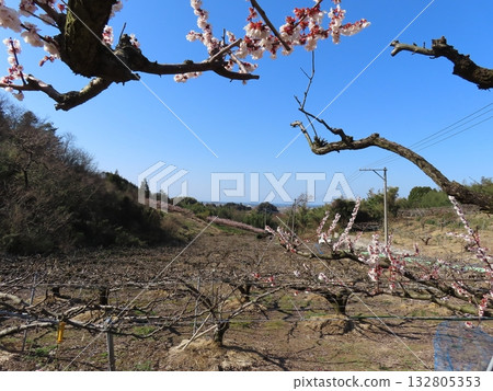 Beyond the plum grove is the clear blue sky of early winter and the Sea of Japan. Beyond the plum grove is the clear blue sky of early winter and the Sea of Japan. 132805353