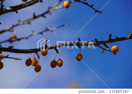 Blue sky and ginkgo Blue sky and ginkgo 132805367