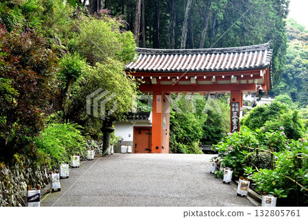 宇治市:三門和三室堂的繡球花 宇治市:三門和三室堂的繡球花 132805761