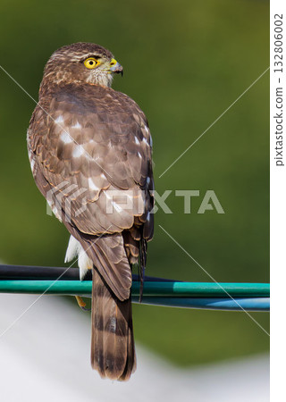 A young sparrowhawk looking around from a power line 132806002