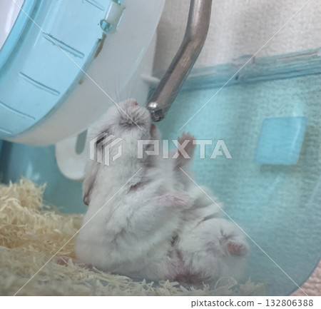Hamster like an old man Hamster like an old man 132806388