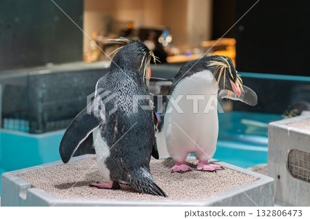 Rockhopper penguins nestled in an urban oasis 132806473