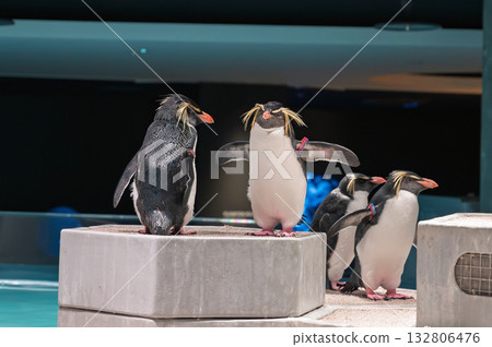 棲息在城市綠洲的跳岩企鵝 132806476