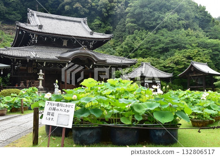 宇治市:三室戶寺正殿、參道及荷花 宇治市:三室戶寺正殿、參道及荷花 132806517