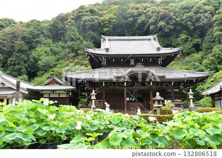 宇治市:三室戶寺正殿和蓮花 宇治市:三室戶寺正殿和蓮花 132806518