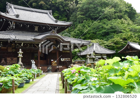 宇治市:三室戶寺正殿和蓮花 宇治市:三室戶寺正殿和蓮花 132806520