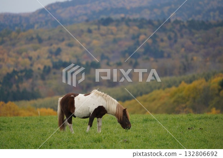 Pony grazing in the pasture 132806692